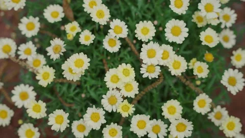 Tiny white blossoms dot green foliage Video stock 336793660