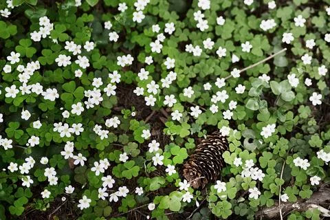Tiny white blossoms dot the vibrant green foliage of clover plants spread acr Stock Photos