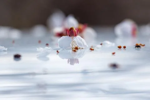 Tiny white blossoms scatter across a shallow, reflective surface Stock Photos