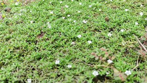 Tiny White Blossoms Spreading Across Dense Green Ground Cover in Natural Habitat Stock Footage 311873083
