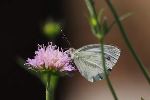 Tiny white butterfly closeup Stock Photos
