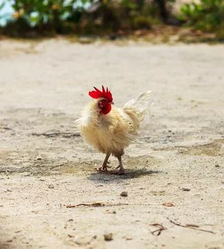 Tiny white chicken with red comb stands on sandy ground Stock Photos