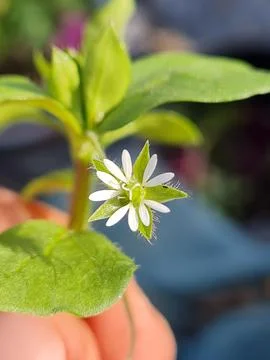 Tiny white Chickweed Stock Photos