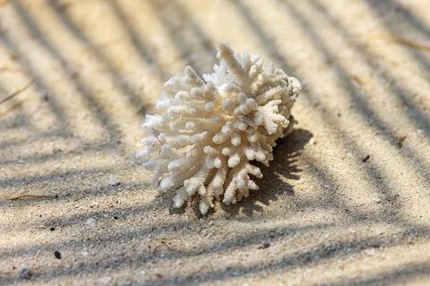 Tiny white coral rests on sunlit sand Stock Photos