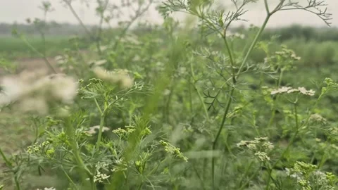 Tiny White Coriander Flowers Blooming On Fresh Green Plants 库存影片 337794151