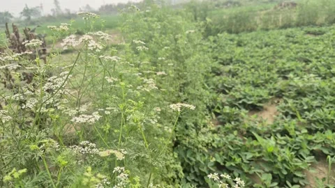 Tiny White Coriander Flowers Blooming On Fresh Green Plants 库存影片 337794158
