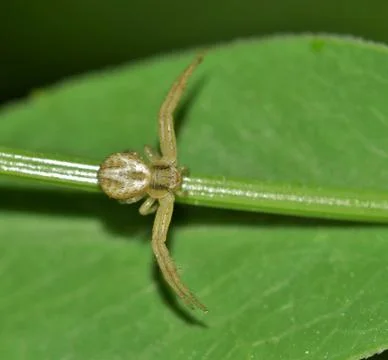 Tiny white crab spider. Foto stock
