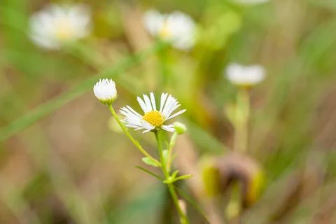 Tiny white daisies, dandelion, blue veronicas close up on a sunny lawn. Summer Stock Photos