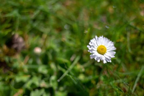 Tiny white daisy blooms in soft green grass Fotos Stock