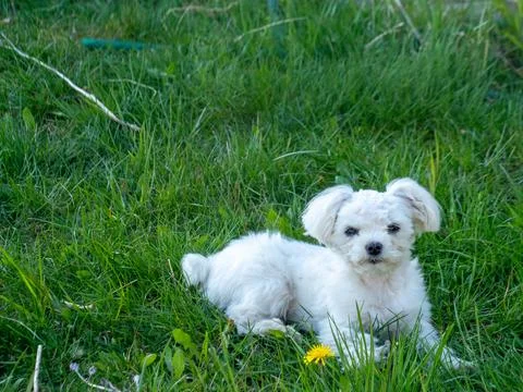 Tiny white dog rests peacefully in green grass Stock Photos