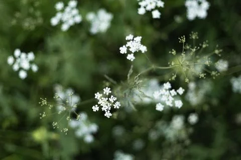 Tiny white field flowers growing in lush green grass creating a soft natura.. 写真素材