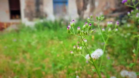 Tiny white flower and flower bud selective focus in garden Stock Photos