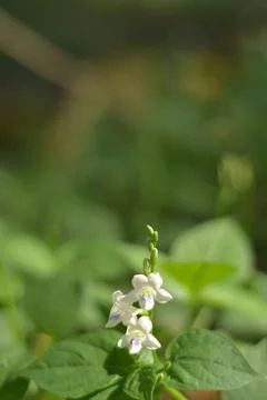 Tiny white flower blooming in green foliage 库存照片