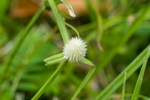 Tiny white flower blooms among green grass blades Stock Photos