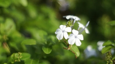 Tiny white flower in blurred green background Stock Footage 99320393