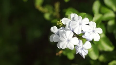 Tiny white flower in blurred green background Stock Footage 99321338