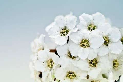 Tiny White Flower Bouquet Macro Stock Photos