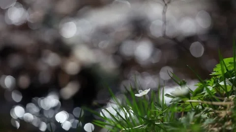 Tiny white flower in front of a glittering river in spring Stock Footage 172488152