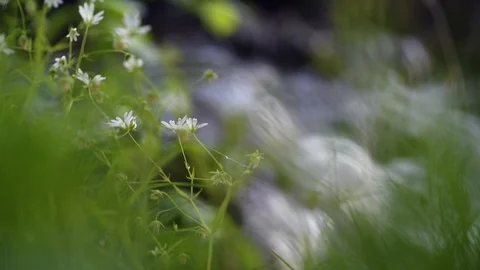 Tiny white flower in green grass. Shallow depth of field. 库存影片 107445437