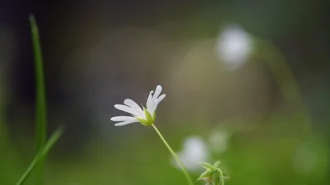 Tiny white flower in green grass waving in a weak wind. Shallow depth of field. 스톡 동영상 107445464