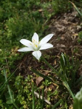 Tiny white flower Stock Photos
