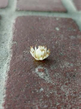 Tiny white flower on red brick surface Stock Photos