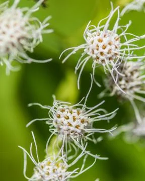 Tiny white flower, shot with macro lens Stock Photos