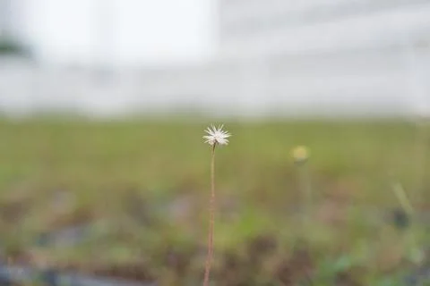Tiny white flower stands tall on thin stem Stock Photos