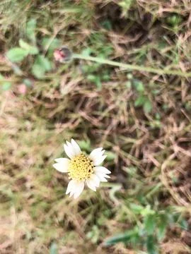 Tiny White Flower with Yellow Center in Macro View Stock Photos