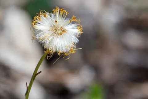 Tiny white flower with yellow pollen strands Fotos Stock
