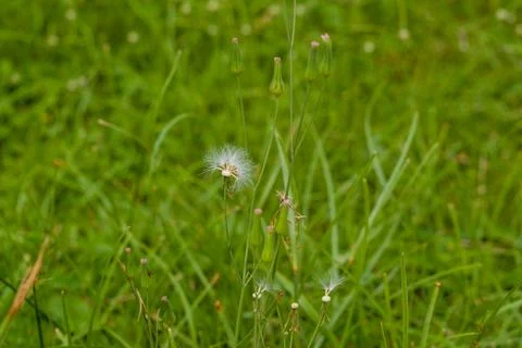 Tiny white flowers bloom atop slender green stems Stock Photos