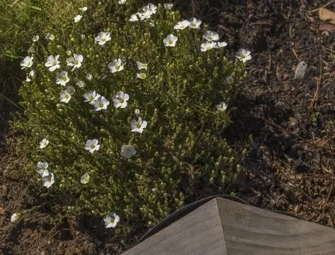 Tiny white flowers bloom in green, low-lying shrub 스톡 사진