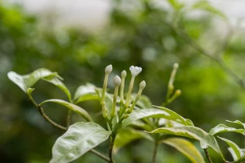 Tiny white flowers bloom on green leaves Stock Photos
