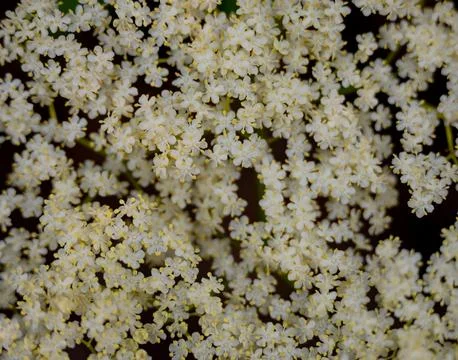 Tiny White Flowers Bloom In Tight Group Stock Photos