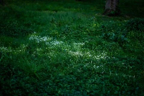 Tiny white flowers blooming in dense green grass on the shaded forest floor Foto stock