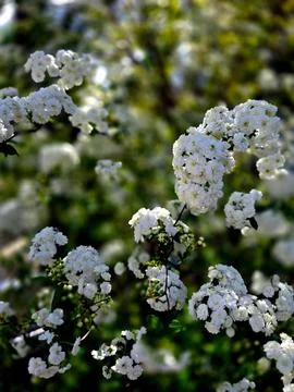Tiny white flowers blooming Stock Photos