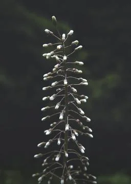 Tiny, white flowers before blooming on single stalk. Green, natural backgroun Stock Photos
