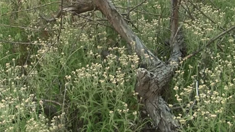 Tiny White Flowers Blowing in a Breeze Surrounding a Dead Tree Stock Footage 211252029