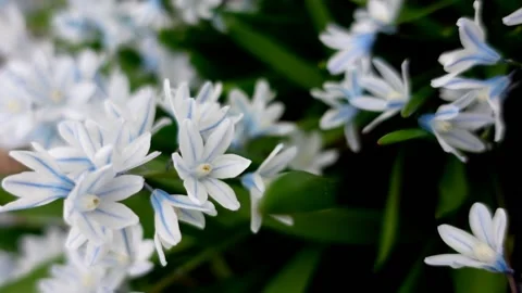 Tiny white flowers with blue stripes, moving with wind, spring garden Stock Footage 239037124