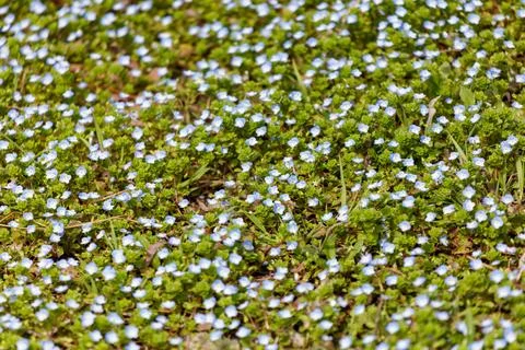 Tiny white flowers dot lush green ground cover Stock Photos
