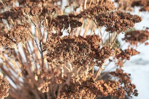 Tiny white flowers on dry twigs of wild plant bushes Stock Photos