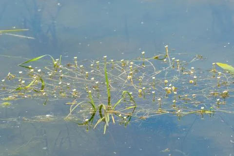 Tiny white flowers floating on serene water surface with green stems. Stock Photos