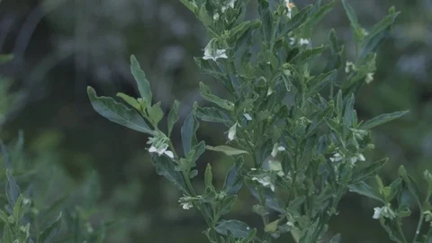 Tiny white Flowers Vídeo Stock 76436892