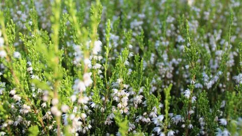 Tiny White Flowers in the Garden Stock Photos