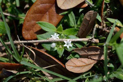 Tiny white flowers on the grass Stock Photos