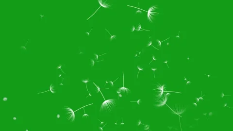 Tiny white flowers motion graphics with green screen background Stock Footage 135581971