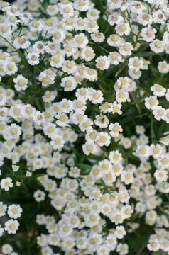 Tiny white flowers Stock Photos