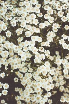 Tiny white flowers Stock Photos