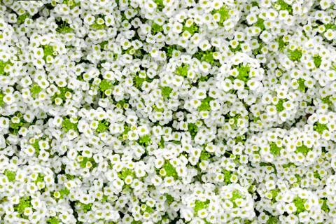 Tiny White Flowers Stock Photos