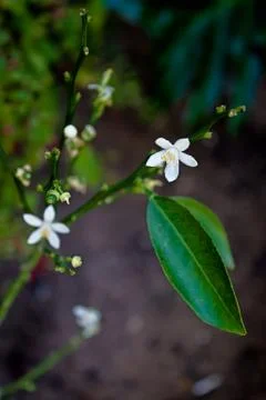 Tiny White Flowers Stock Photos